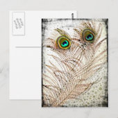 Carte postale Peacock Feathers (Devant / Derrière)