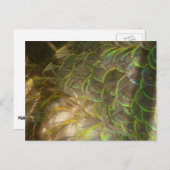 Carte Postale Peacock Feathers III (Female) Subtil Nature Design (Devant / Derrière)