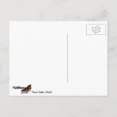 Carte Postale Peacock Feathers III (Female) Subtil Nature Design (Dos)