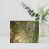 Carte Postale Peacock Feathers III (Female) Subtil Nature Design (Debout devant)