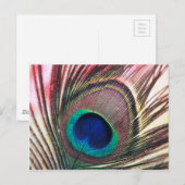 Carte Postale peacock.jpg (Devant / Derrière)