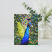 Carte Postale Peacock, Love_ (Debout devant)