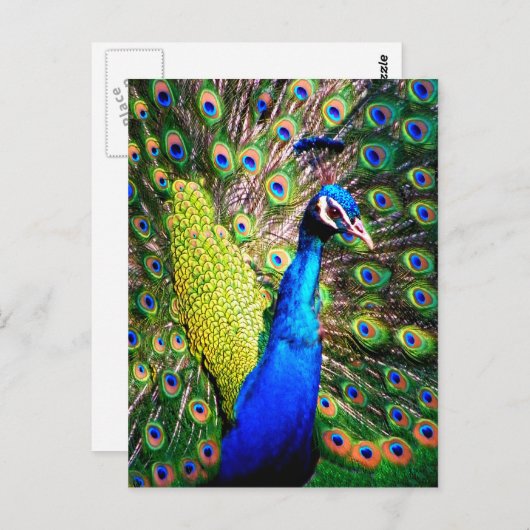 Carte Postale Peacock, Love_ (Devant / Derrière)