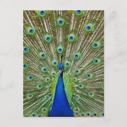 Carte Postale Peacock montrant ses plumes (Devant)