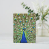 Carte Postale Peacock montrant ses plumes (Debout devant)