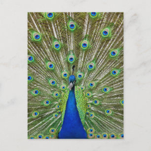Carte Postale Peacock montrant ses plumes, dans le cadre d'une