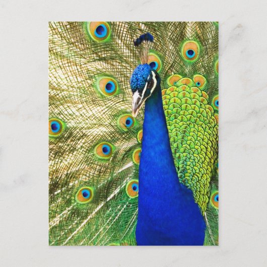 Carte Postale Peacock montrant son plumage coloré (Devant)