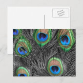 Carte postale Peacock noir et blanc (Devant / Derrière)
