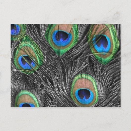 Carte postale Peacock noir et blanc (Devant)