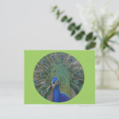 Carte postale Peacock personnalisable (Debout devant)