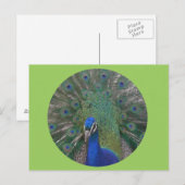 Carte postale Peacock personnalisable (Devant / Derrière)