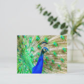 Carte Postale Peacock Plumage (Debout devant)