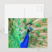 Carte Postale Peacock Plumage (Devant / Derrière)
