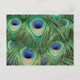 Carte Postale Peacock Postcard
