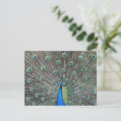 Carte Postale Peacock Postcard (Debout devant)