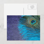 Carte Postale Peacock pourpre et Turquoise (Devant / Derrière)