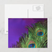 Carte Postale Peacock Purple Foil (Devant / Derrière)