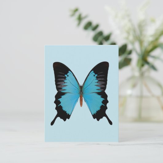 Carte Postale Peacock Royal (Debout devant)