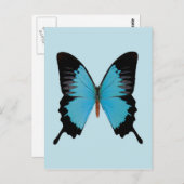 Carte Postale Peacock Royal (Devant / Derrière)