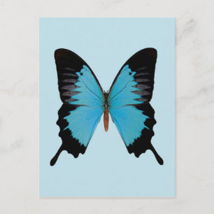 Carte Postale Peacock Royal