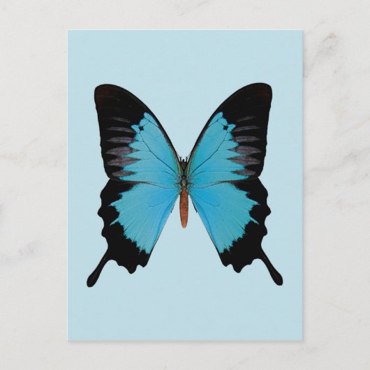 Carte Postale Peacock Royal (Devant)