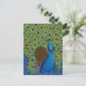 Carte Postale Peacock, Tirez Vos Plumes (Debout devant)
