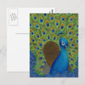 Carte Postale Peacock, Tirez Vos Plumes (Devant / Derrière)