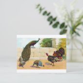 Carte Postale Peacock, Turquie & Guinée Fowl (Debout devant)