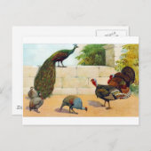 Carte Postale Peacock, Turquie & Guinée Fowl (Devant / Derrière)