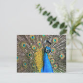 Carte postale Peacock unique (Debout devant)