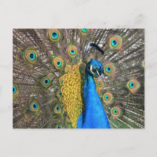 Carte postale Peacock unique (Devant)