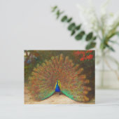 Carte postale Peacock vintage (Debout devant)