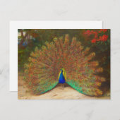Carte postale Peacock vintage (Devant / Derrière)