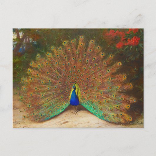Carte postale Peacock vintage (Devant)