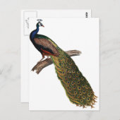 Carte Postale Peacock vintage (Devant / Derrière)