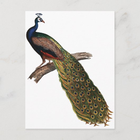 Carte Postale Peacock vintage (Devant)
