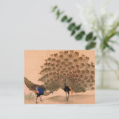 Carte Postale Peacock vintage (Debout devant)