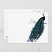 Carte Postale Peacock vintage (Devant / Derrière)