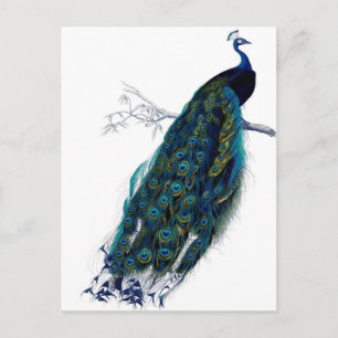 Carte Postale Peacock vintage