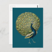 Carte Postale Peacock vintage (Devant / Derrière)