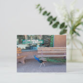 Carte Postale Peacock with Sweet Tooth Postcard (Debout devant)