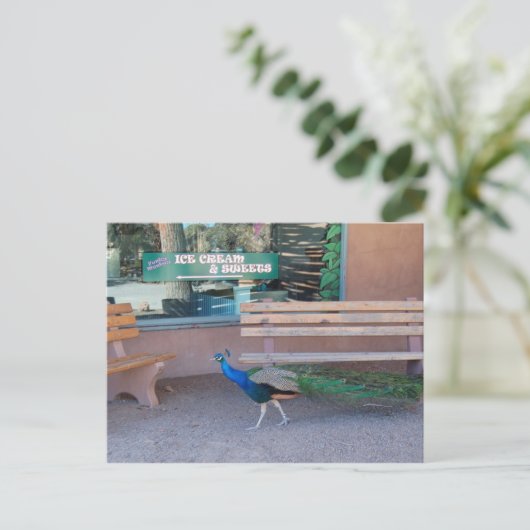 Carte Postale Peacock with Sweet Tooth Postcard (Debout devant)