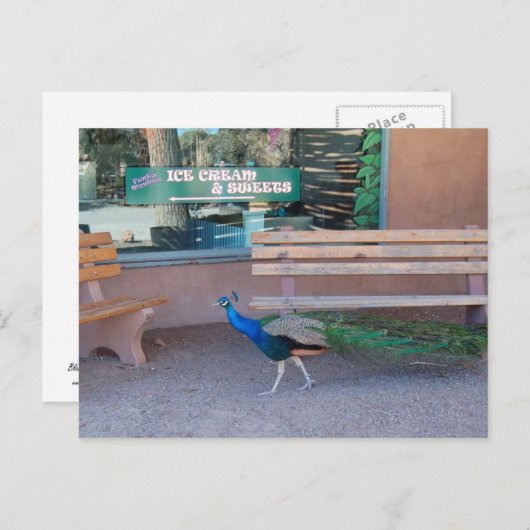 Carte Postale Peacock with Sweet Tooth Postcard (Devant / Derrière)