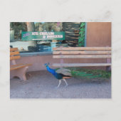 Carte Postale Peacock with Sweet Tooth Postcard (Devant)