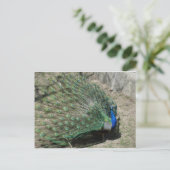 Carte Postale Peacocks (Debout devant)