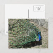 Carte Postale Peacocks (Devant / Derrière)