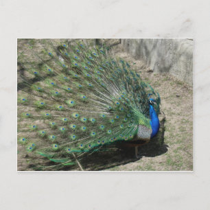 Carte Postale Peacocks