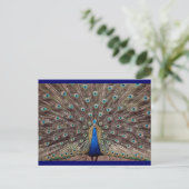 Carte Postale Peacok (Debout devant)