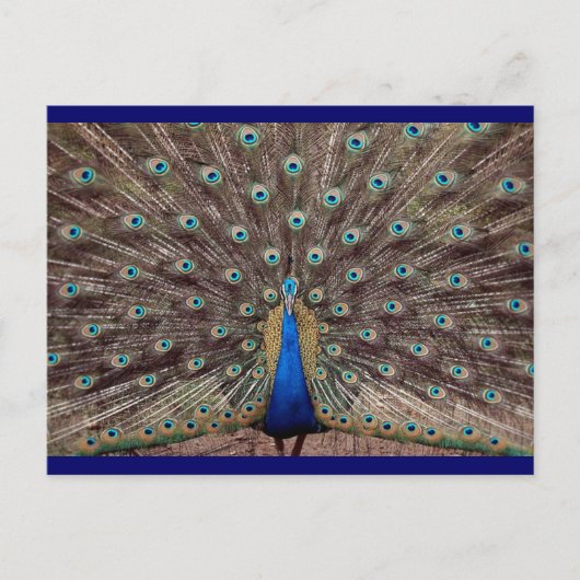 Carte Postale Peacok (Devant)