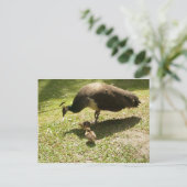 Carte Postale Peahen Avec Poussins (Debout devant)